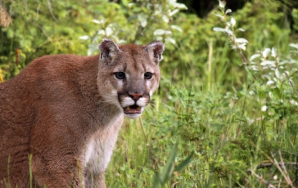 Everglades - floridská puma