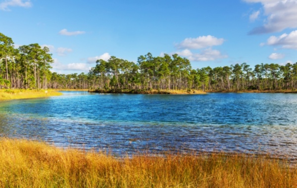 Everglades - jezero a cypřišové stromy