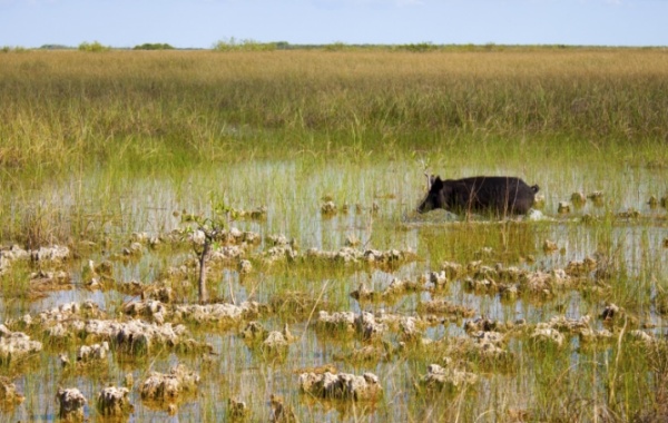 Everglades - prase divoké a delta řeky