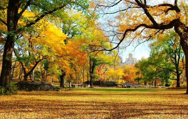 Central park na podzim.