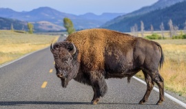 Kam v zimě na safari? Na vlky a bizony do Yellowstonu!