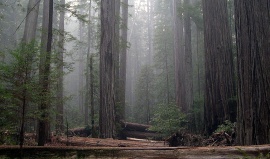 Lesní katedrály rezervace Redwood