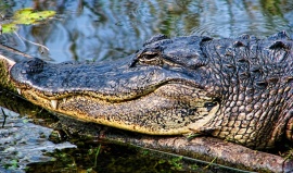 Národní park Everglades: Sladký to domov 160 floridských pum a 1200 krokodýlů