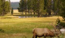 Národní park Yellowstone