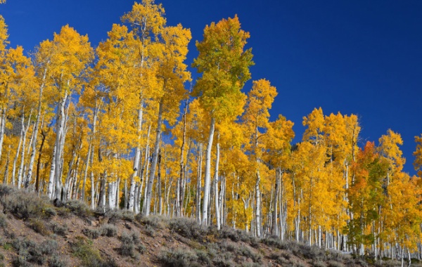 Topolový les Pando v americkém Utahj