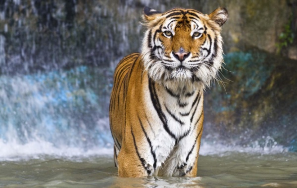 Tygr v Zoo v Buffalo, New York - Amerika.cz