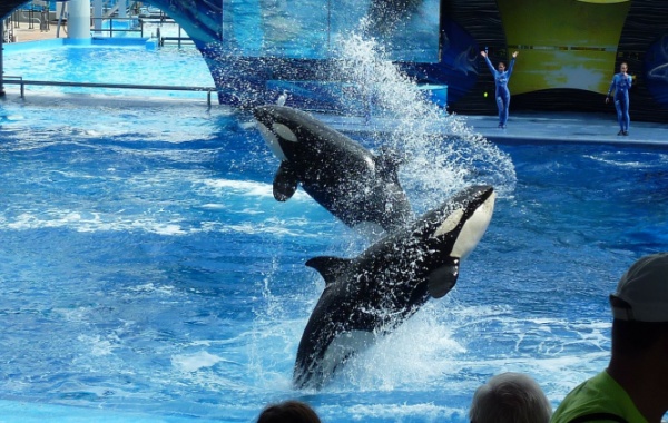 Blbnoucí kosakty v SeaWorld v San Diegu, Kalifornie - Amerika.cz