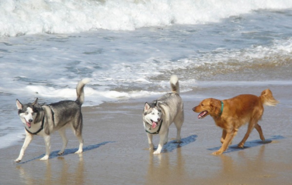 Huntington Dog Beach, Kalifornie