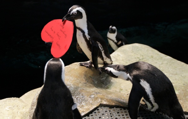 Valentýn slaví i tučňáci