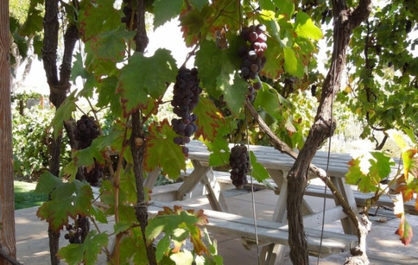 Paso Robles je známé zejména díky kilometrům vinic a vyhlášeným odrůdám vín. 