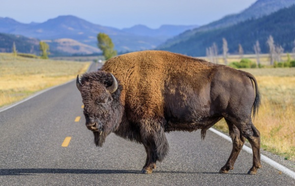 Bizon v Yellowstonu