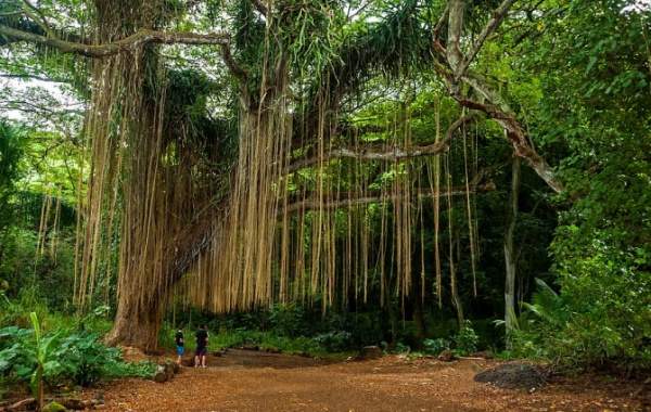Nejstarší banyán v Americe na Havaji
