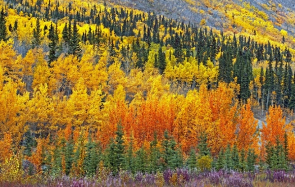 Podzimně zbarvené listí u Alaska Highway.