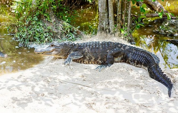 Za aligátory na Floridu!