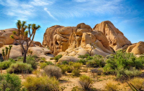 Národní park Joshua Tree