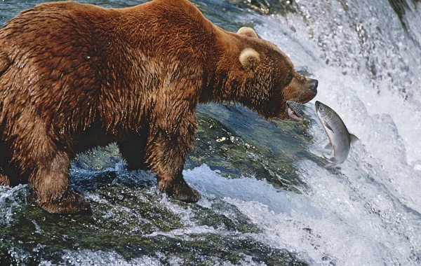 Medvědi rybaří na Aljašce