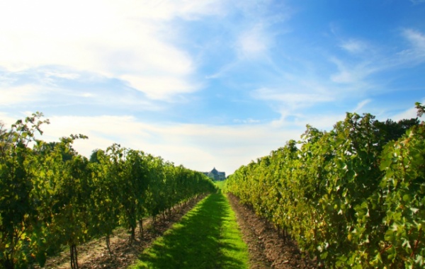 Niagara Wine Trail, Buffalo, New York - Amerika.cz