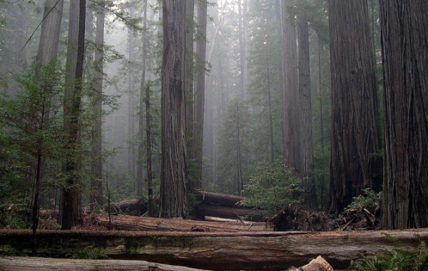 Coast Redwood