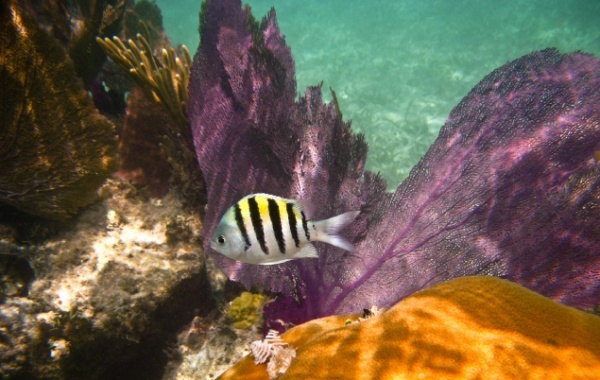 Coral Reef State Park, Florida - Amerika.cz