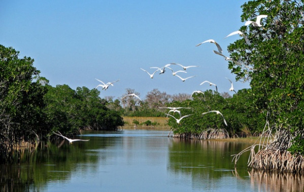 Everglades