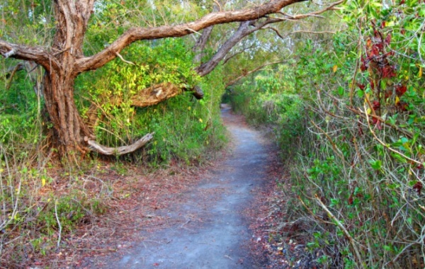 Jedna z naučných stezek v národní parku Everglades ve státě Florida v USA