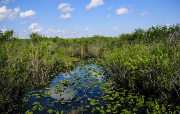 delta v národním parku Everglades ve státě Florida v USA