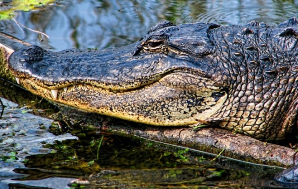 Hlava aligátora amerického v národním parku Everglades ve státě Florida v USA