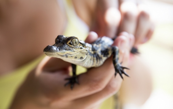 Mládě aligátora v národním parku Everglades ve státě Florida v USA