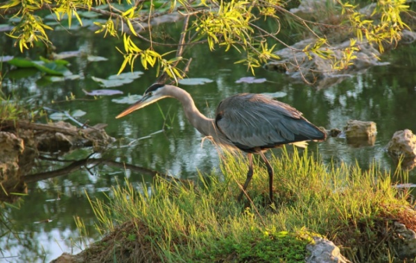 volavka velká v národním parku Everglades ve státě Florida v USA