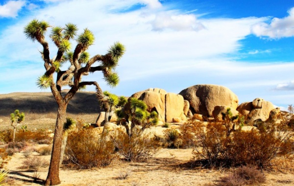 Joshua Tree s rostlinami