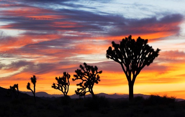 Joshua Tree při západu slunce