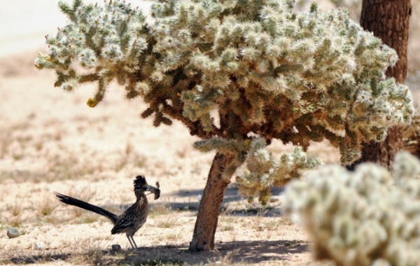 Zvířata v Joshua Tree