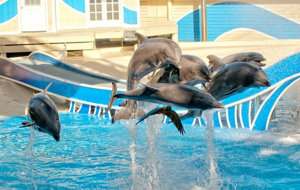 Orlando delfíni