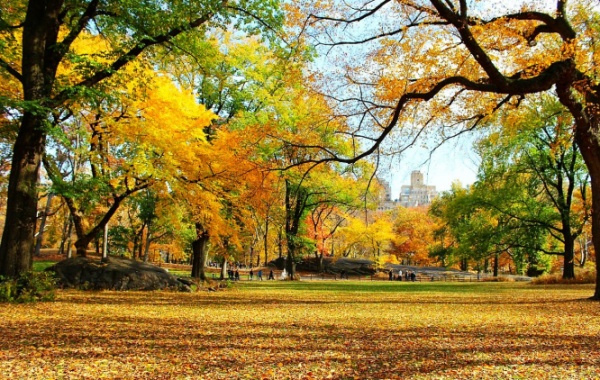 Podzim a stromy v NY.