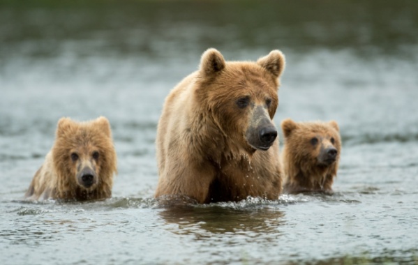 Tři medvědi grizzly brodící se vodou.