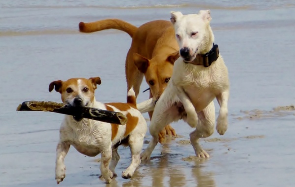 Psi na pláži v USA