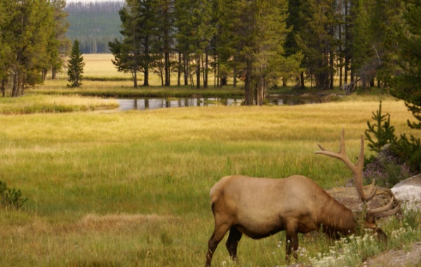 Yellowstone