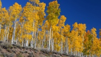 Topolový les Pando v americkém Utahj