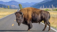 Bizon v Yellowstonu