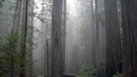 Coast Redwood