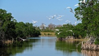 Everglades