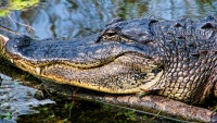 Hlava aligátora amerického v národním parku Everglades ve státě Florida v USA