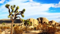 Joshua Tree s rostlinami