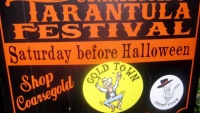 Tarantula Festival