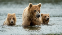Tři medvědi grizzly brodící se vodou.
