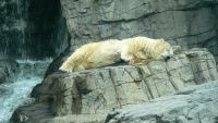 Central Park Zoo 2