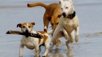 Psi na pláži v USA