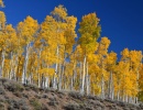 Topolový les Pando v americkém Utahj