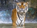 Tygr v Zoo v Buffalo, New York - Amerika.cz