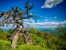 Great Smoky Mountains